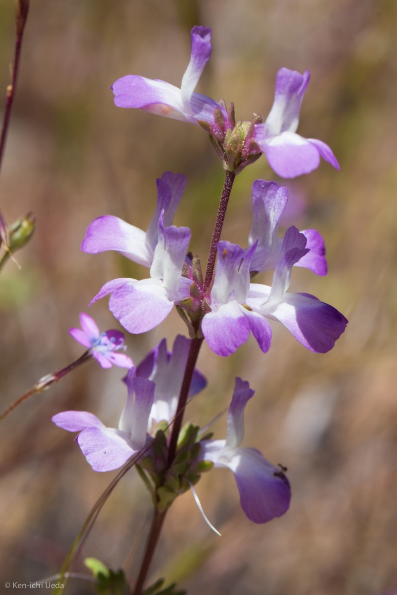 Collinsia bartsiifolia var. davidsonii photo 6