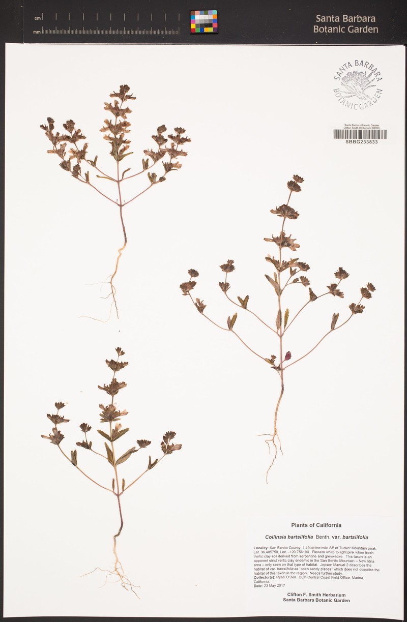 Collinsia bartsiifolia var. stricta