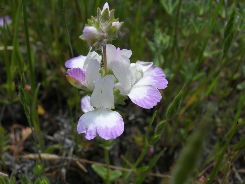 Desertmountain Blue Eyed Mary