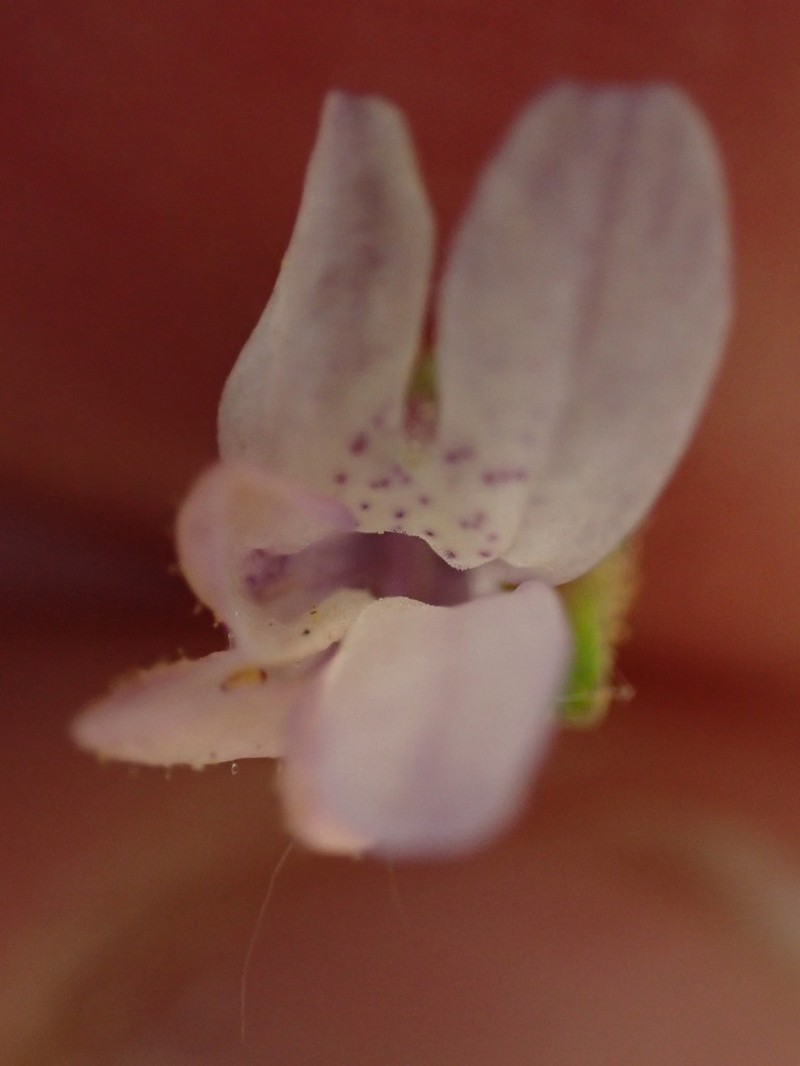 Desertmountain Blue Eyed Mary