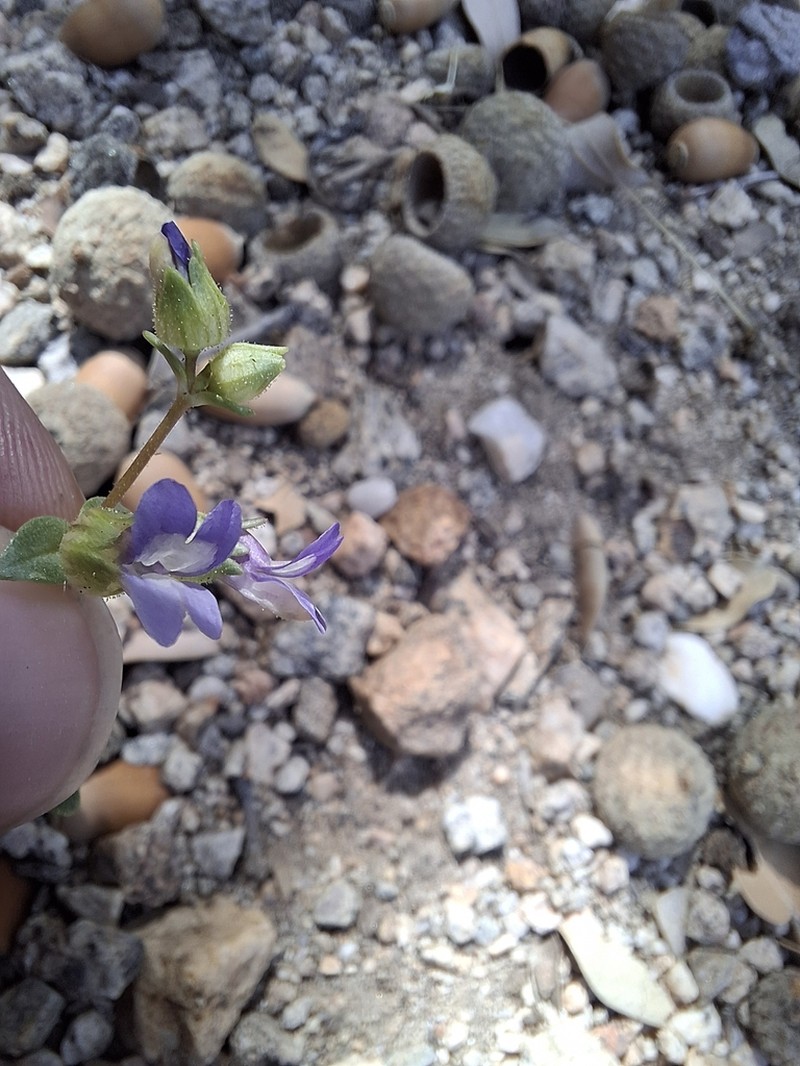 Desertmountain Blue Eyed Mary photo 2
