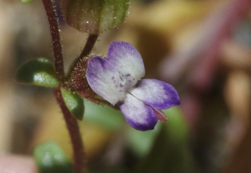 Desertmountain Blue Eyed Mary photo 3