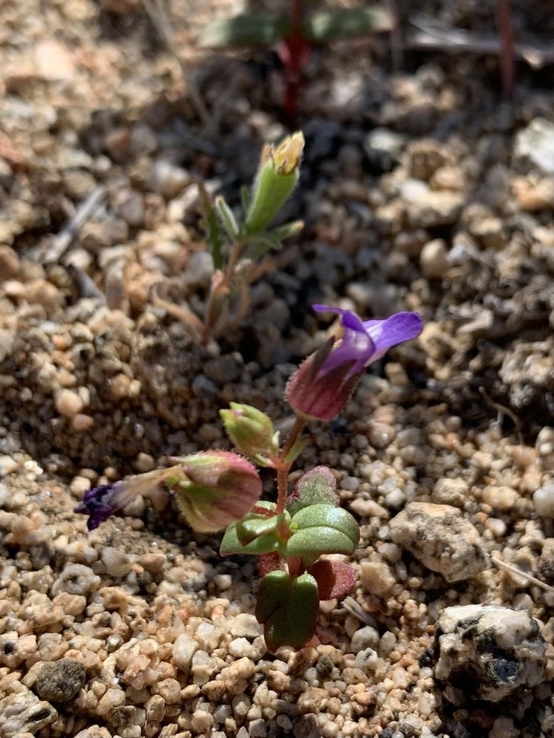 Desertmountain Blue Eyed Mary photo 4