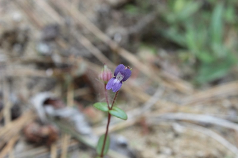 Desertmountain Blue Eyed Mary photo 5