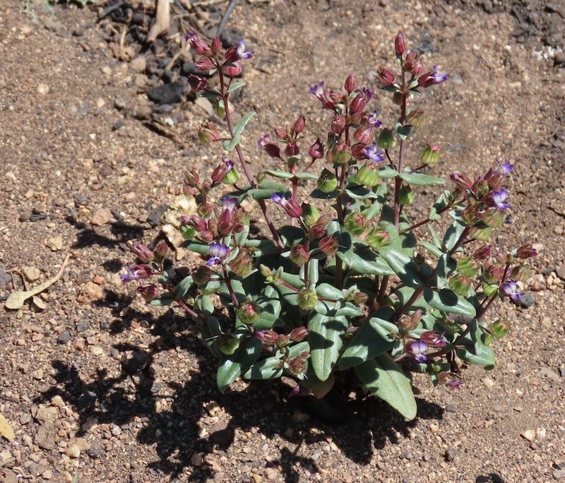 Desertmountain Blue Eyed Mary photo 6
