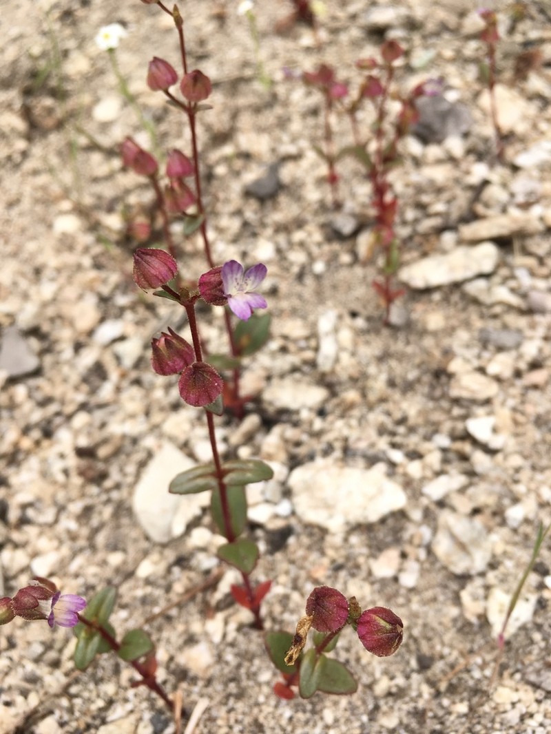 Desertmountain Blue Eyed Mary photo 7