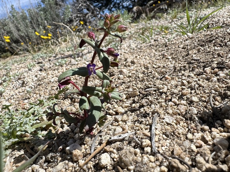 Desertmountain Blue Eyed Mary photo 8