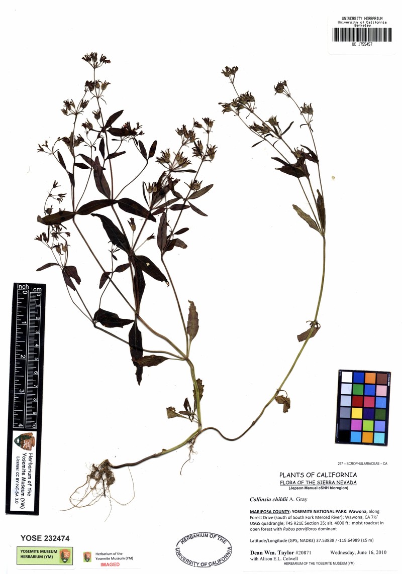 Child's Blue Eyed Mary