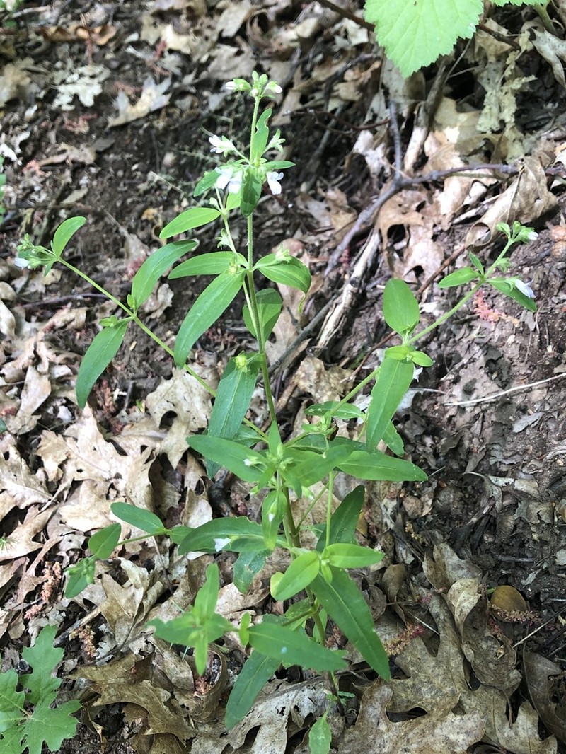 Child's Blue Eyed Mary