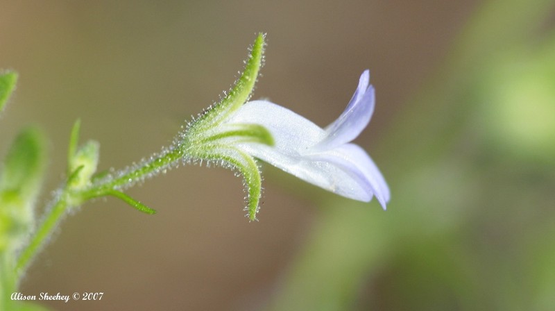Child's Blue Eyed Mary photo 2