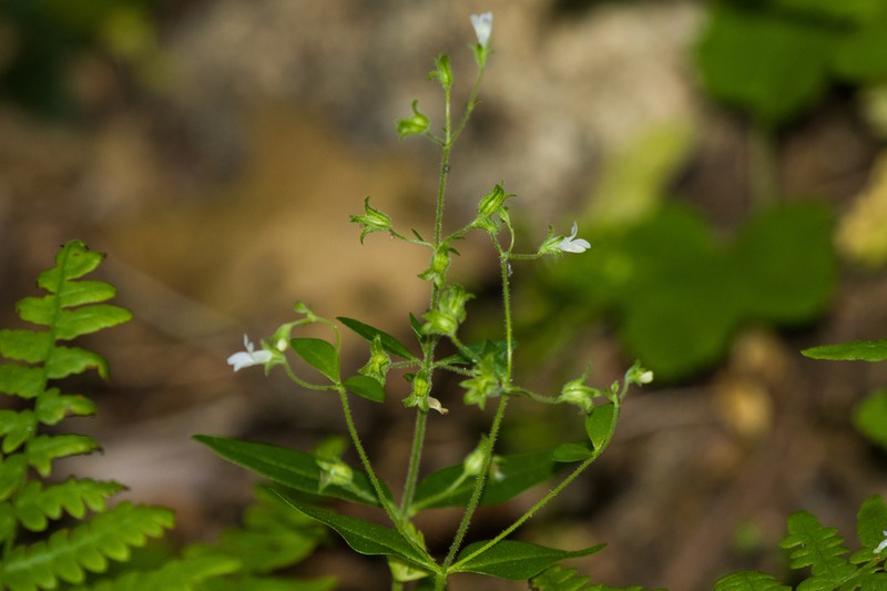 Child's Blue Eyed Mary photo 3
