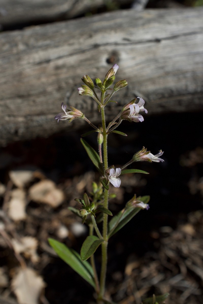 Child's Blue Eyed Mary photo 4