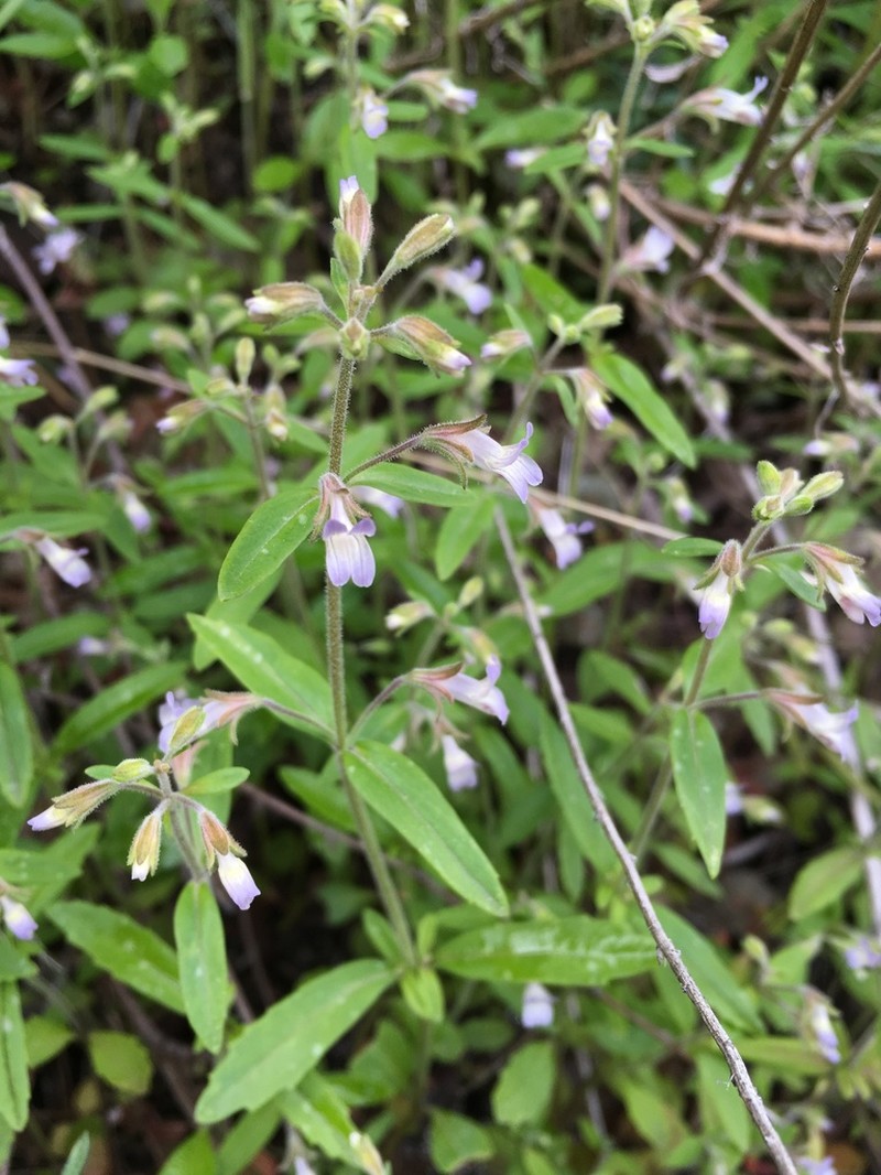 Child's Blue Eyed Mary photo 5