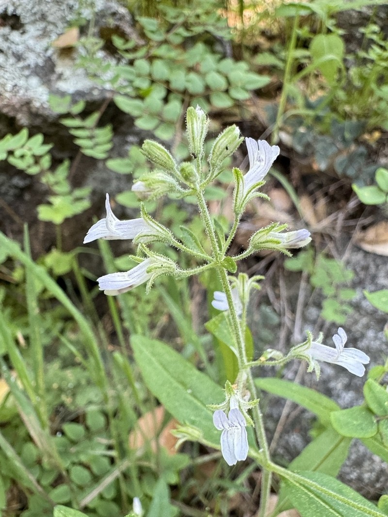 Child's Blue Eyed Mary photo 6