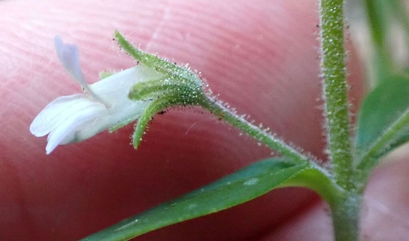 Child's Blue Eyed Mary photo 7