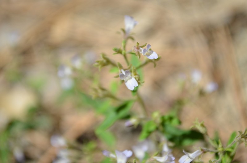 Child's Blue Eyed Mary photo 8