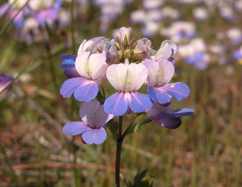 Giant Blue Eyed Mary