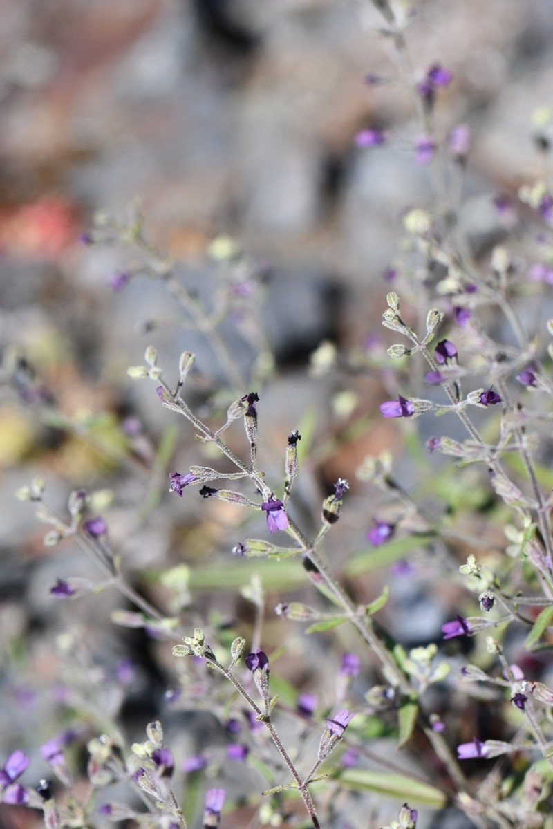 Collinsia parkii photo 5