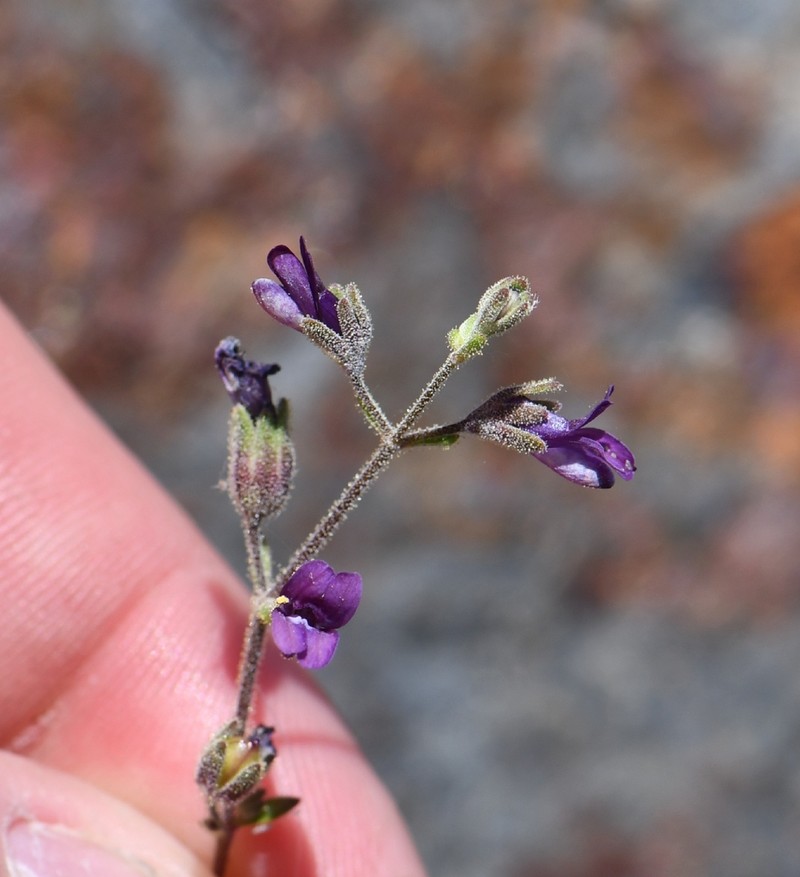 Collinsia parkii photo 6