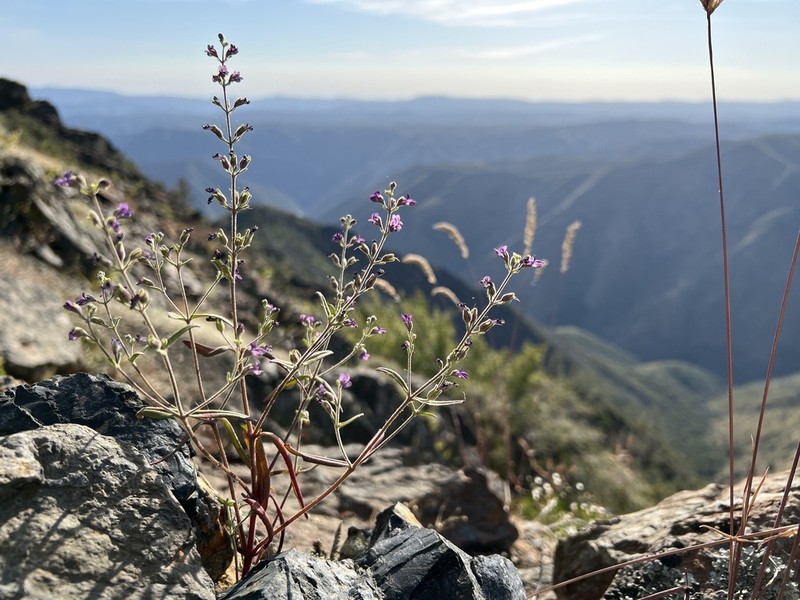 Collinsia parkii