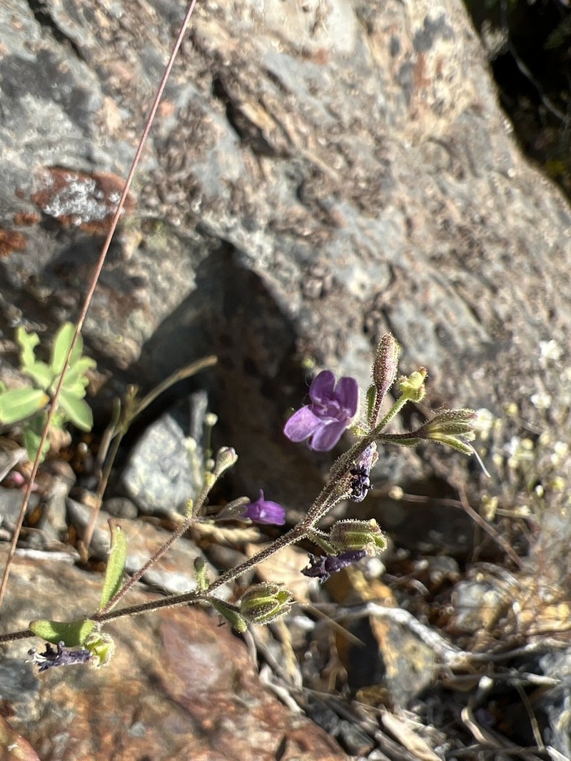 Collinsia parkii photo 2