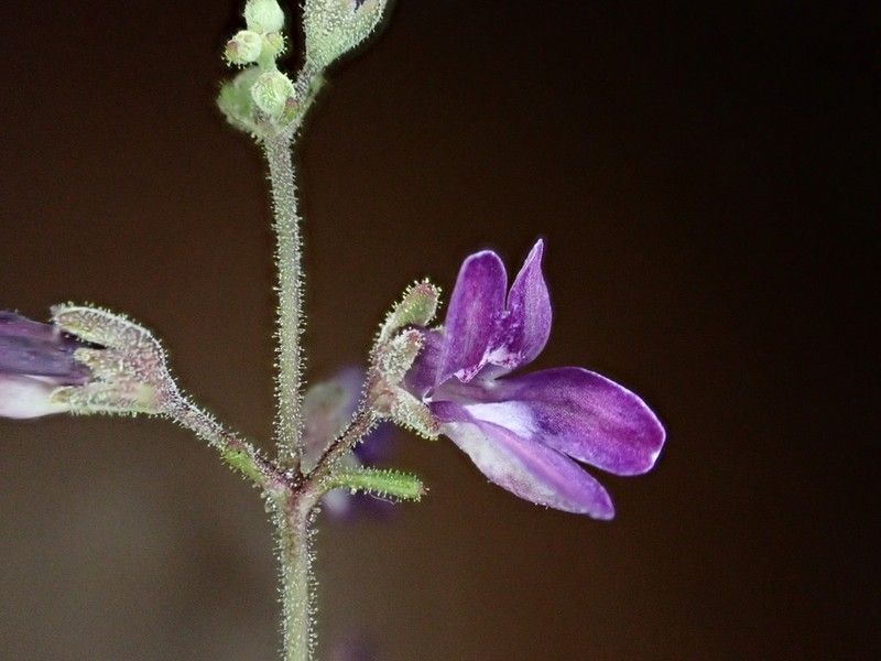 Collinsia parkii photo 3
