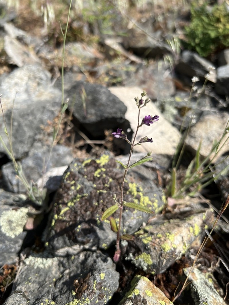 Collinsia parkii photo 4