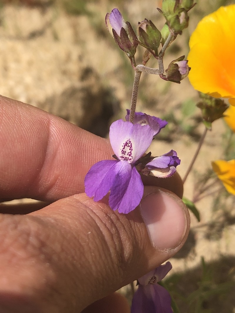 Parry's Blue Eyed Mary
