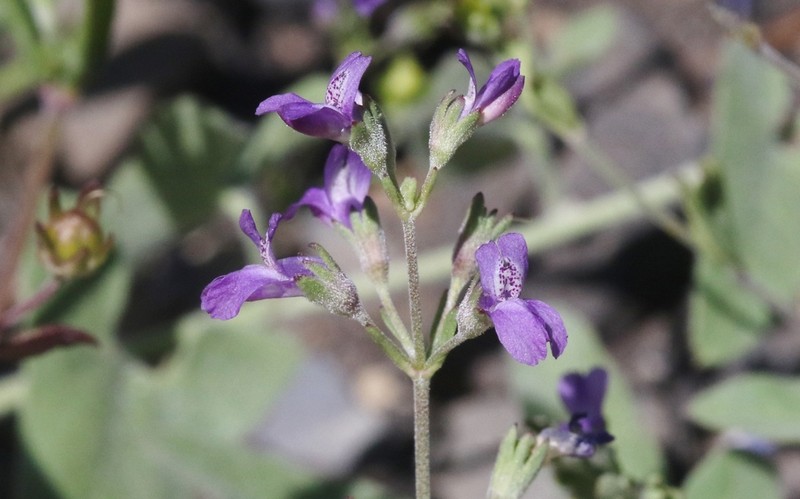 Parry's Blue Eyed Mary photo 2