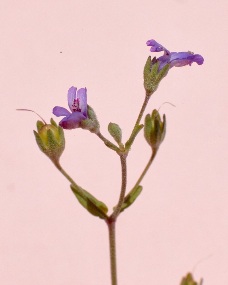 Parry's Blue Eyed Mary photo 3
