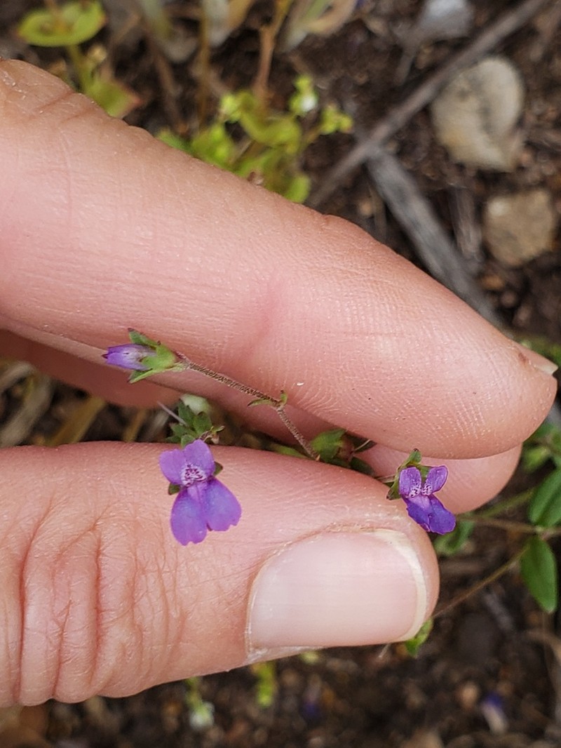 Parry's Blue Eyed Mary photo 4