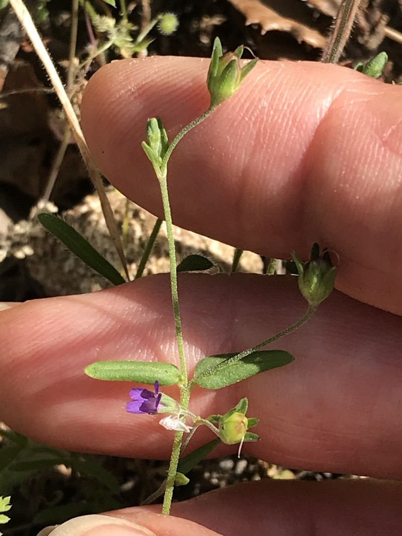 Parry's Blue Eyed Mary photo 5