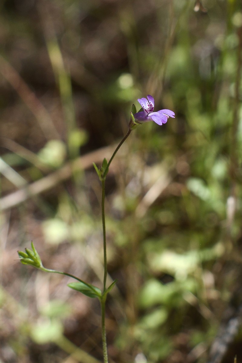 Parry's Blue Eyed Mary photo 6