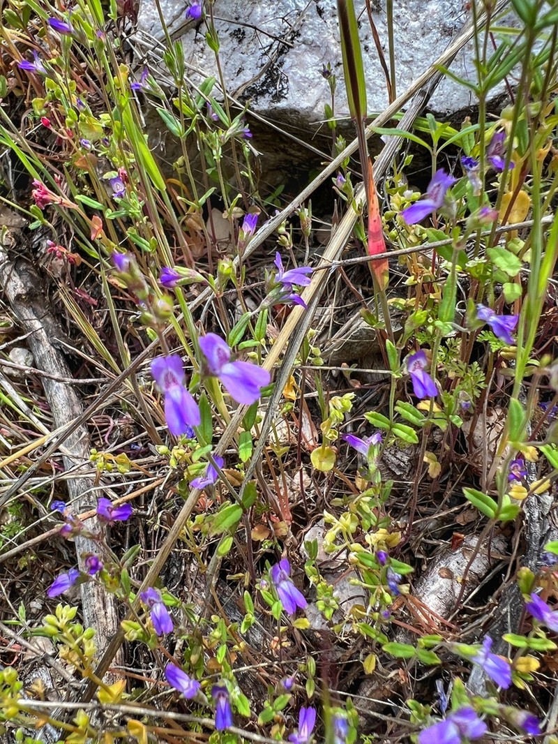 Parry's Blue Eyed Mary photo 7