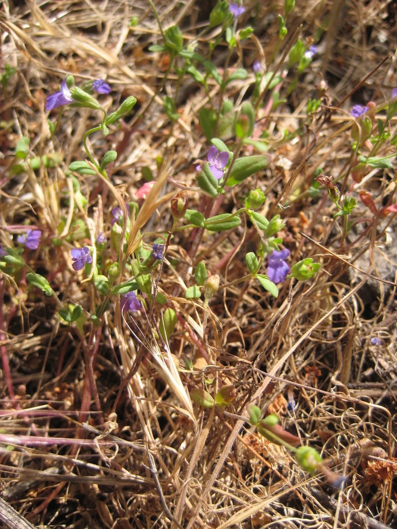 Parry's Blue Eyed Mary photo 8