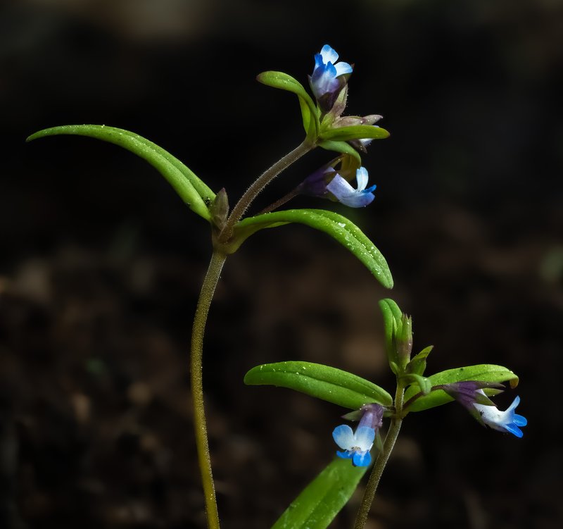 Maiden Blue Eyed Mary