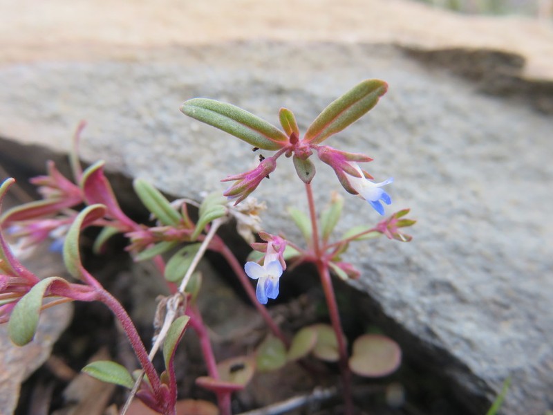 Maiden Blue Eyed Mary