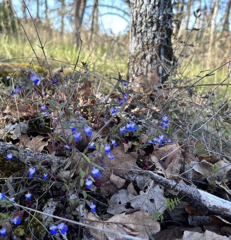 Maiden Blue Eyed Mary photo 2