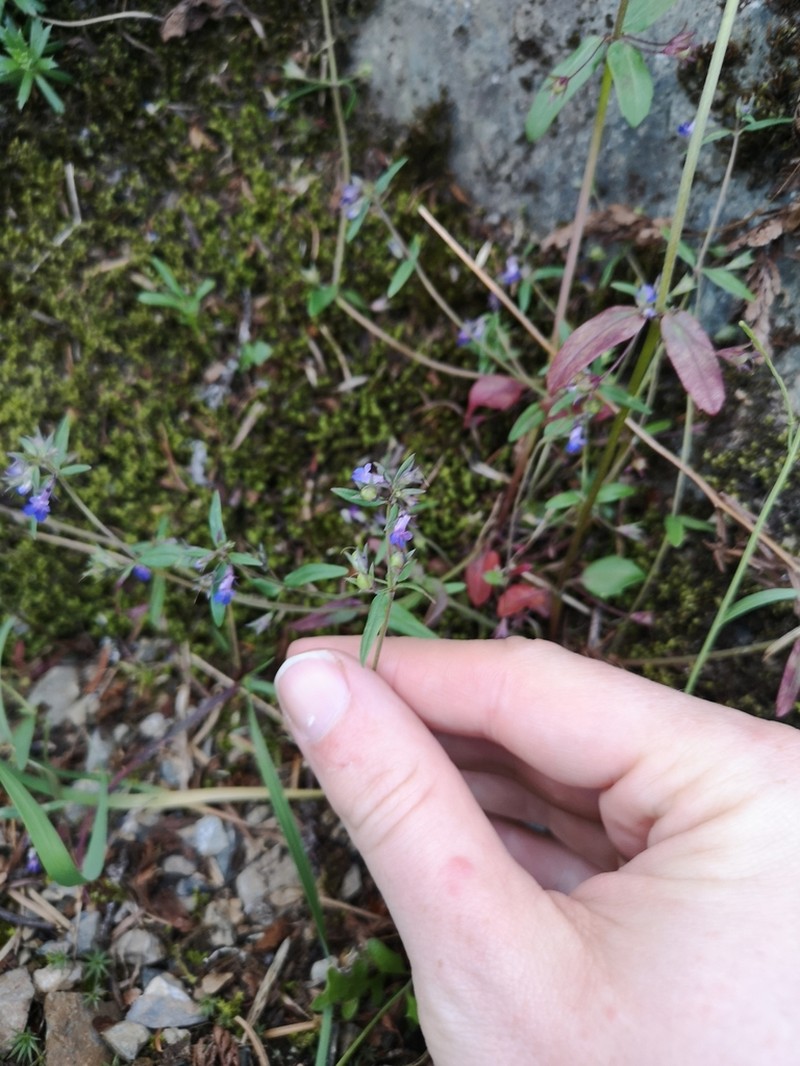 Maiden Blue Eyed Mary photo 3