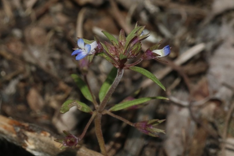 Maiden Blue Eyed Mary photo 4