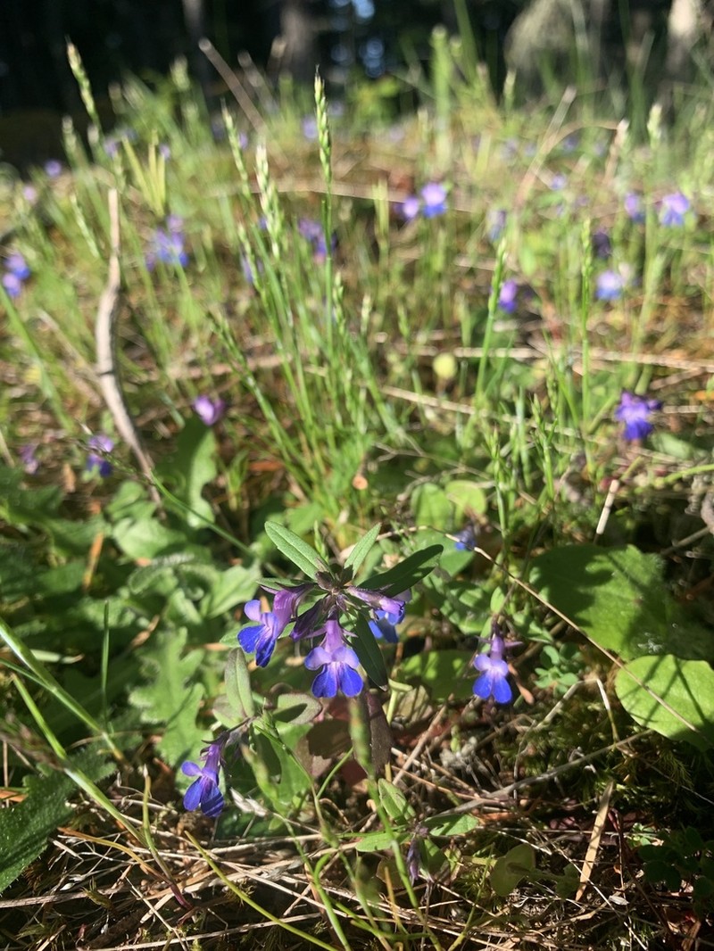 Maiden Blue Eyed Mary photo 5