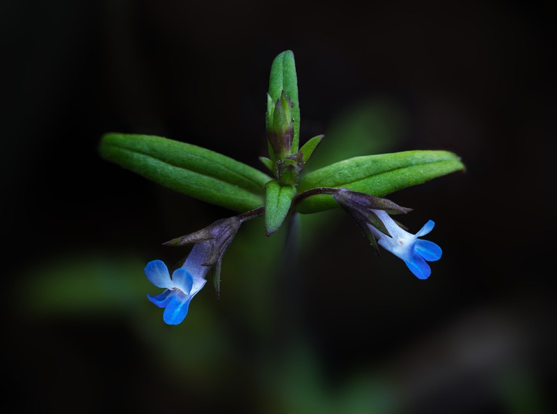 Maiden Blue Eyed Mary photo 6
