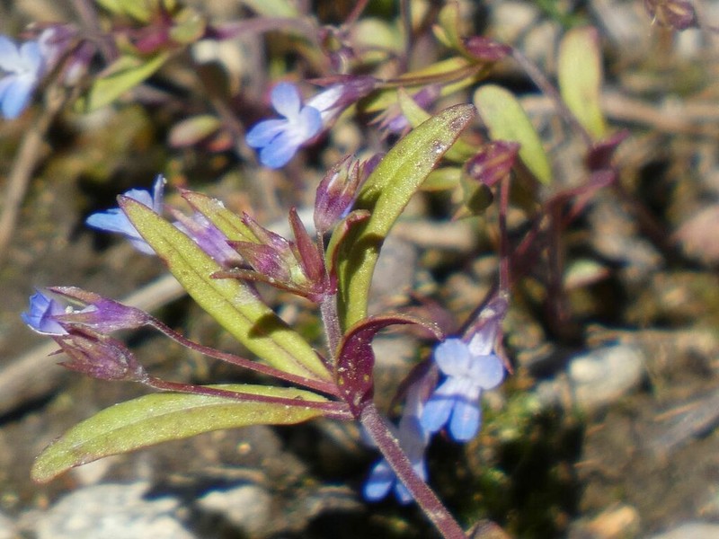 Maiden Blue Eyed Mary photo 7
