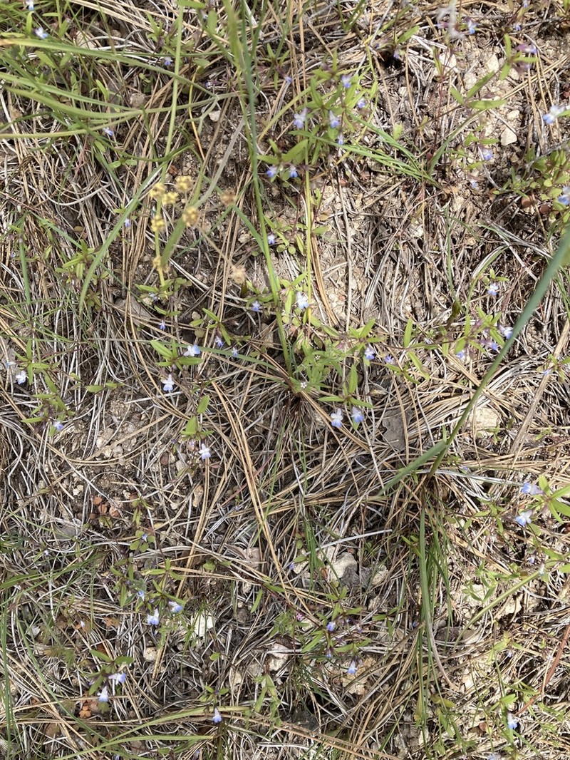 Maiden Blue Eyed Mary photo 8