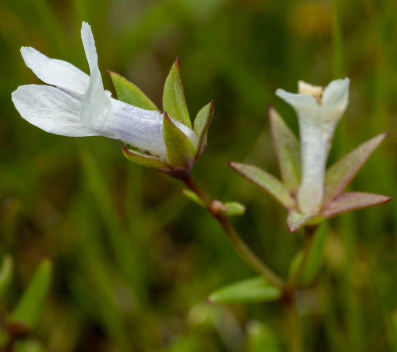 Collinsia sparsiflora var. sparsiflora