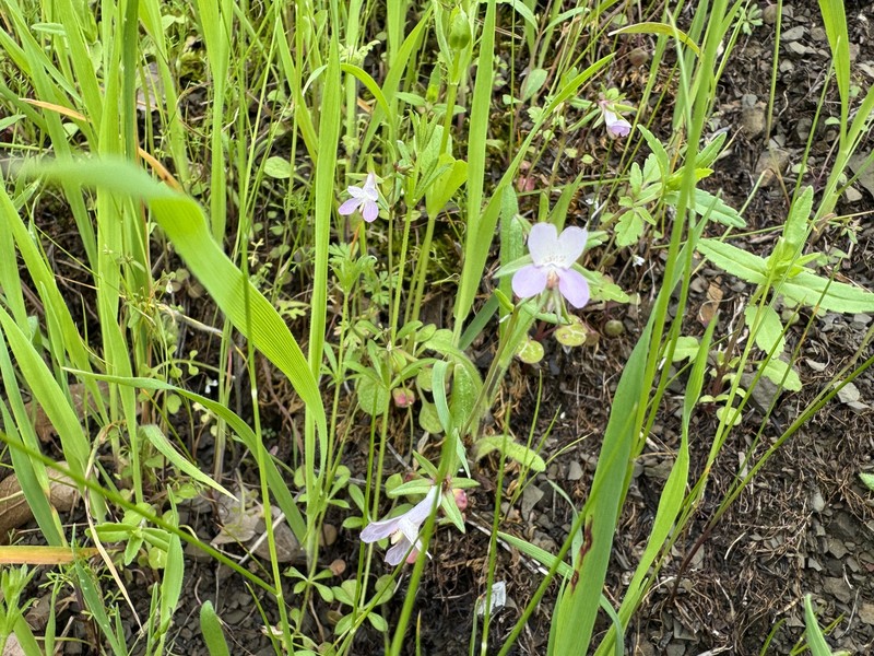 Collinsia sparsiflora var. sparsiflora photo 2