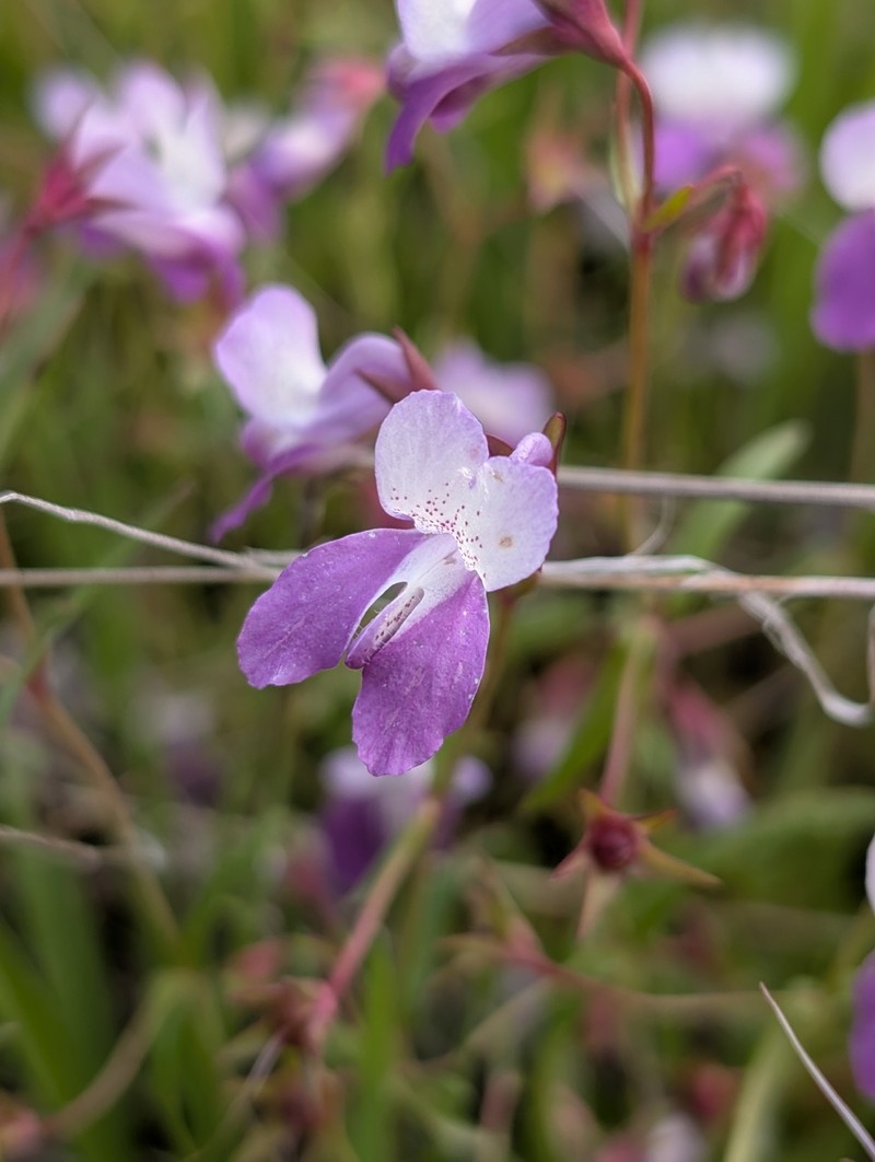 Collinsia sparsiflora var. sparsiflora photo 3