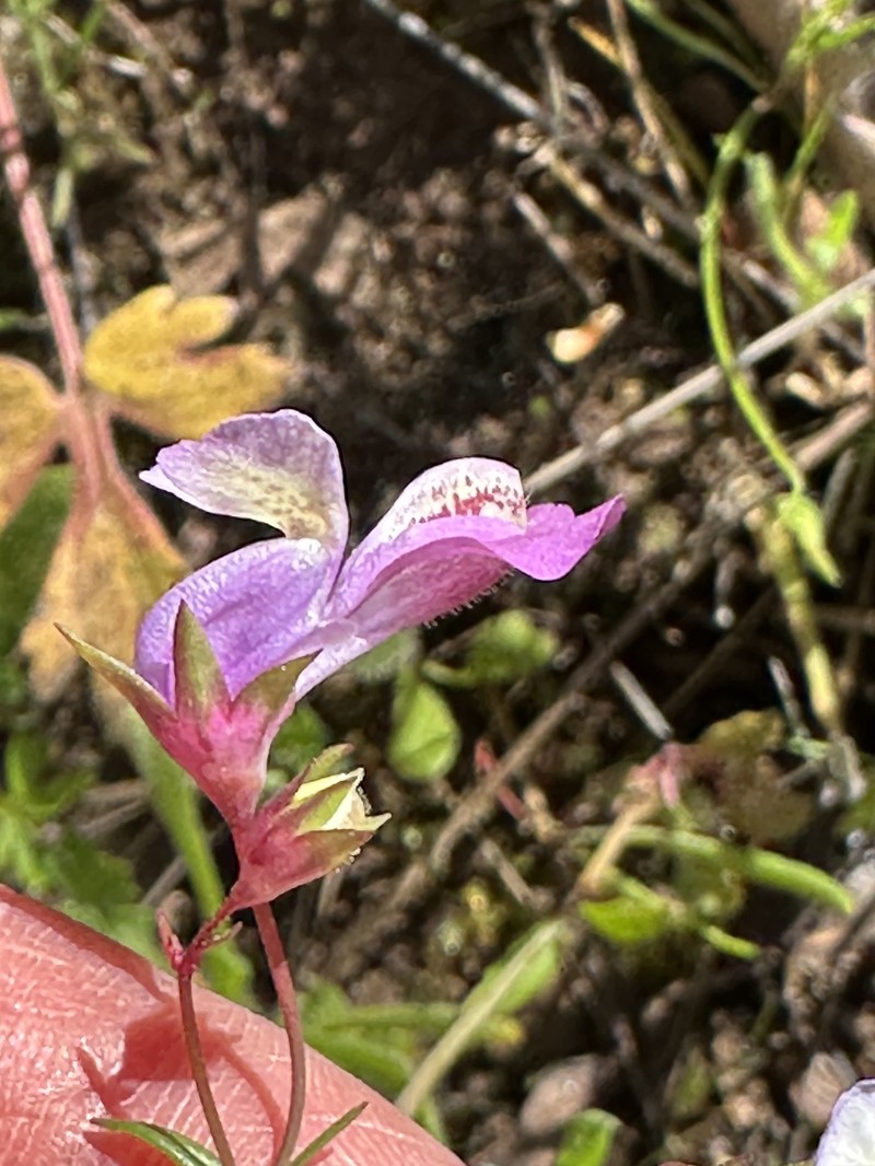 Collinsia sparsiflora var. sparsiflora photo 4