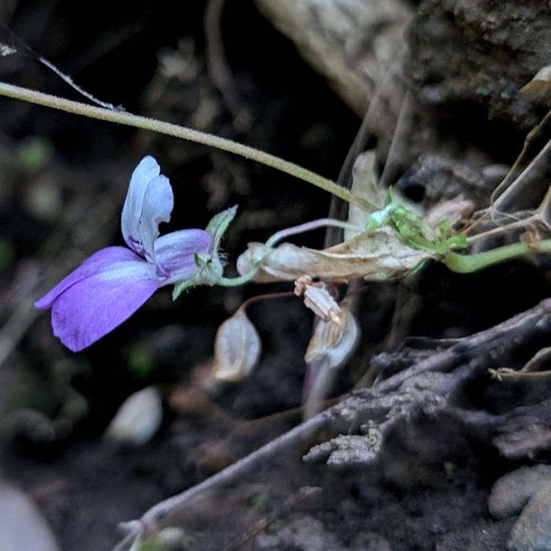 Collinsia sparsiflora var. sparsiflora photo 5