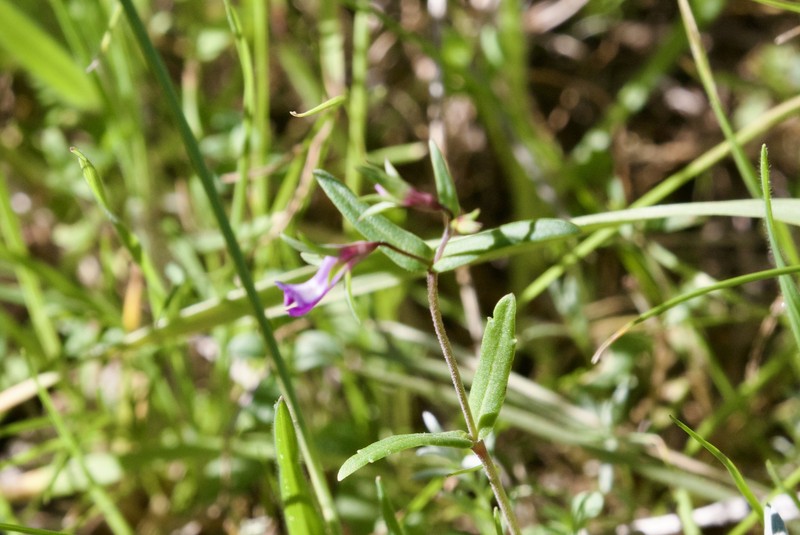 Collinsia sparsiflora var. sparsiflora photo 6